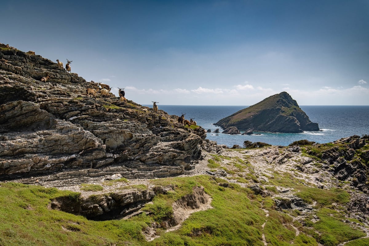 Giuseppe Loi / Mediterranea habitat e biodiversità della Sardegna